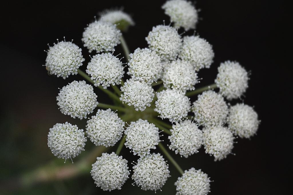 2025-08150094 Tower Hill Botanic Garden, MA.JPG - Moon Carrot (Seseli gummeferum). New England Botanic Garden at Tower Hill, MA, 8-15-2025